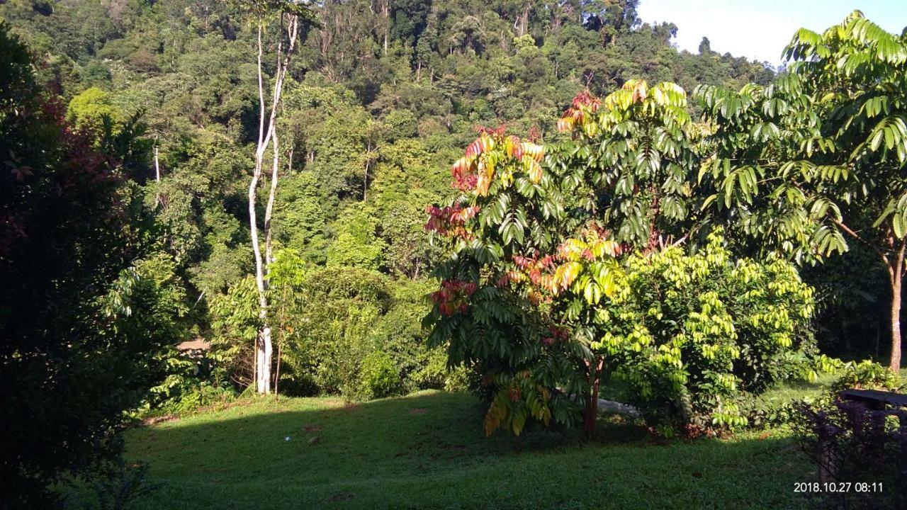 Green Forest Tangkahan Buitenkant foto