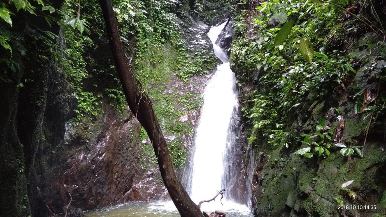 Green Forest Tangkahan Buitenkant foto